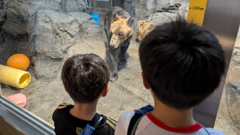 Two kids watch a brown bear up close through the glass at Asahiyama Zoo in Asahikawa, one of Hokkaido’s top family attractions.