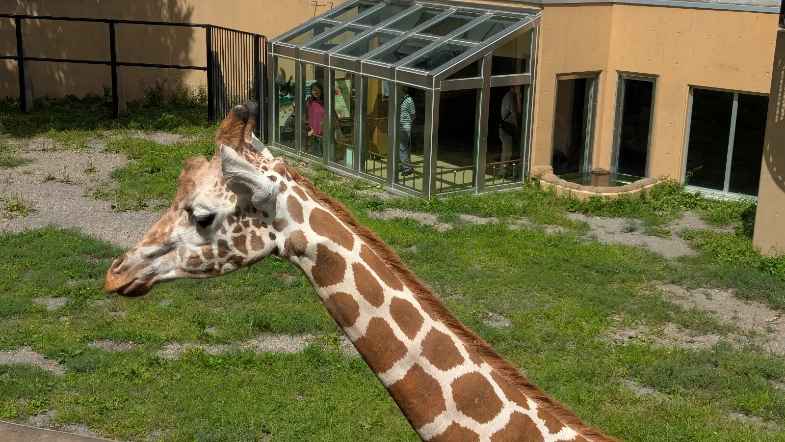 A giraffe grazes in the outdoor enclosure at Asahiyama Zoo in Asahikawa, Japan. A family-friendly zoo attraction offering close-up animal views.