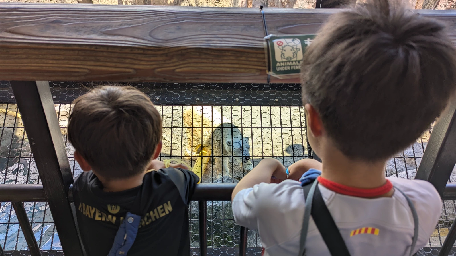 Two children watch a polar bear up close through a safety fence at Asahiyama Zoo in Asahikawa, Japan. A family travel moment at Hokkaido’s most famous zoo.