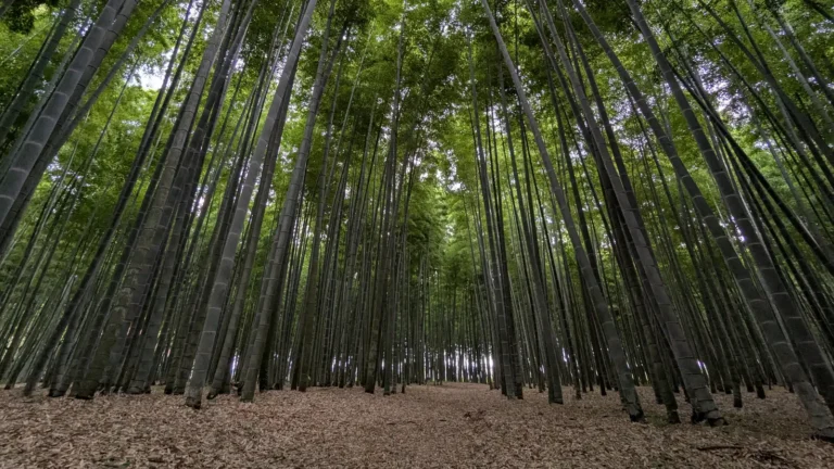Towering green bamboo trees rise above a quiet path at Four Seasons Bamboo Forest Wakayama Farm in Tochigi, Japan, showing the peaceful atmosphere of this family-friendly destination near Tokyo.