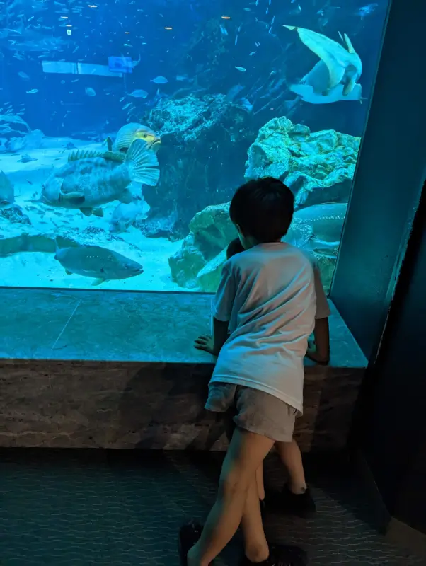 Luca & Nico marvel at the aquatic life in Fukuoka’s Marine World aquarium. Learn about the top family-friendly attractions in Fukuoka with our comprehensive family travel guide.