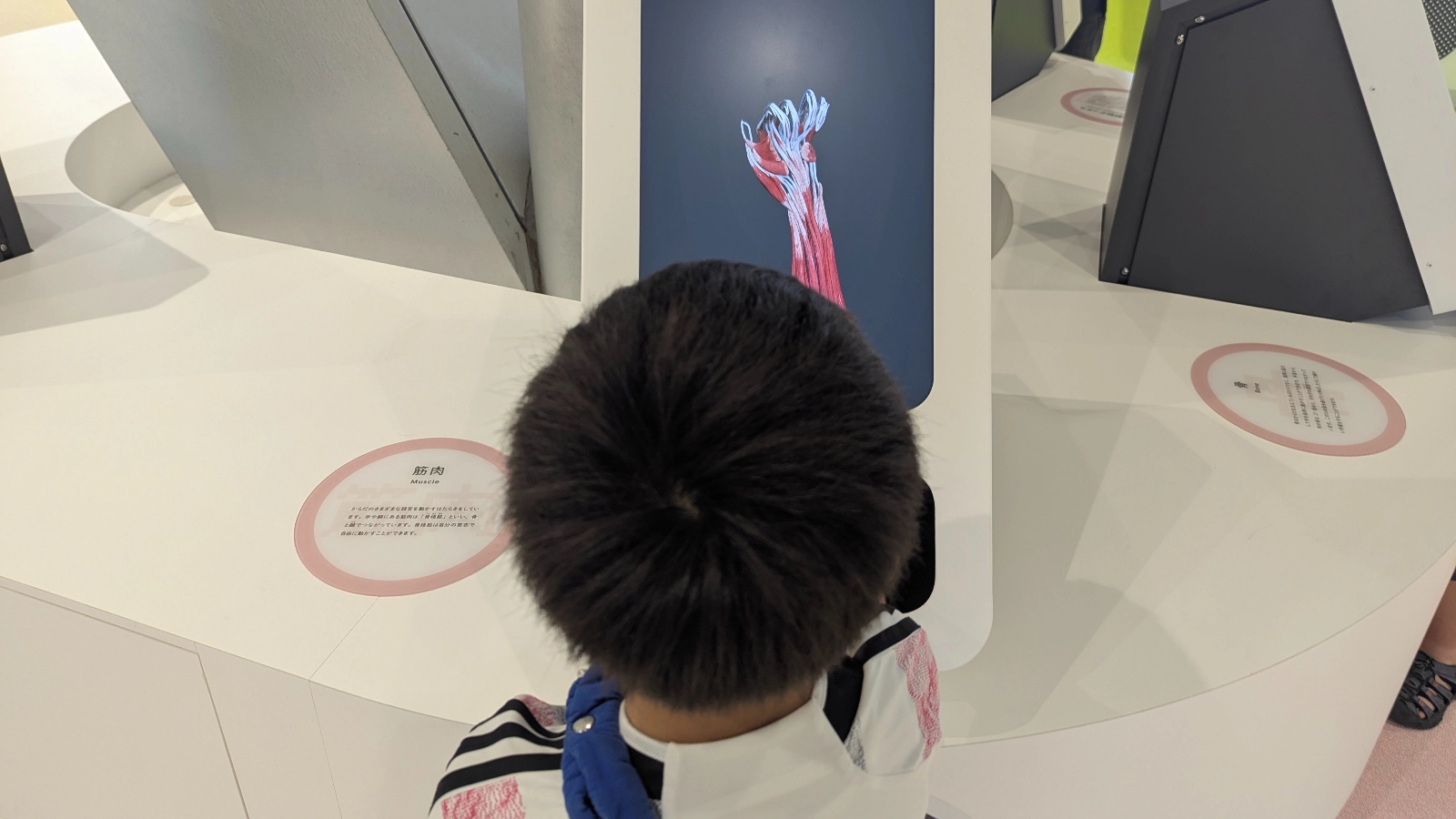 A child explores the muscle anatomy display at the Hokushu Sendai City Science Museum, interacting with a digital exhibit showing human muscles.