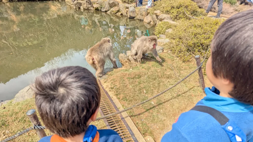 Luca & Nico watching Japanese macaques at Arashiyama Monkey Park Kyoto, a top family wildlife experience in Kyoto Japan.