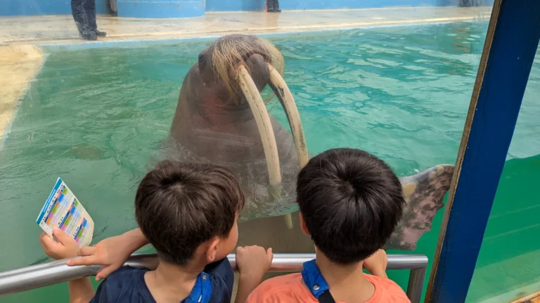 Children face-to-face with a walrus at a Japanese aquarium, a family-friendly animal attraction in Japan.