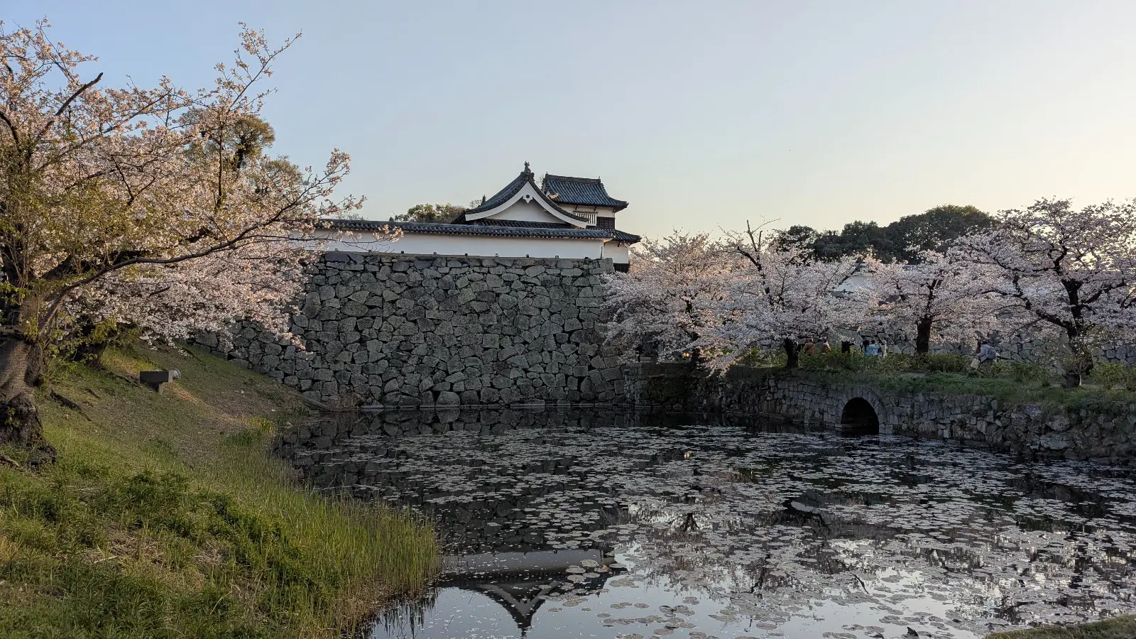 Cherry blossoms in full bloom along a Japanese castle moat during springtime in Japan.