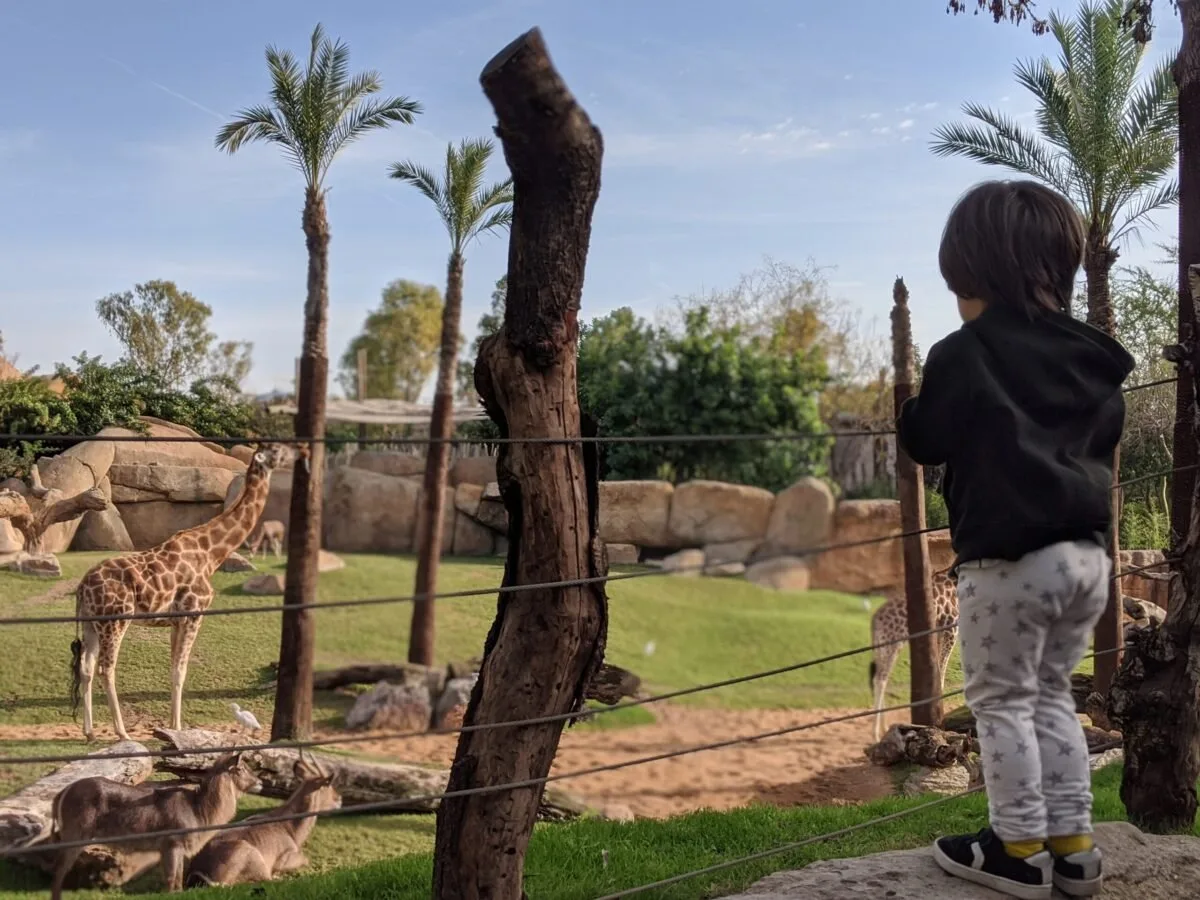 Luca dressed in a black hoodie and patterned pants stands near a wooden fence at Bioparc Valencia, gazing at a giraffe in a naturalistic habitat. The enclosure is lush with green grass, scattered rocks, and palm trees, creating a serene, sunny setting. In the foreground, a group of antelope rests near the giraffe, adding to the scene's wildlife charm.