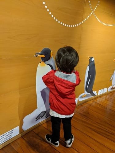 Luca in a red jacket closely examining a life-sized penguin illustration on a wooden wall at an interactive exhibit in Valencia.