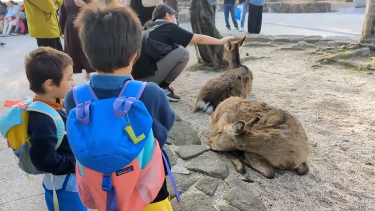 Luca and Nico watching deer on Miyajima Island during their Spring 2025 family adventure in Japan