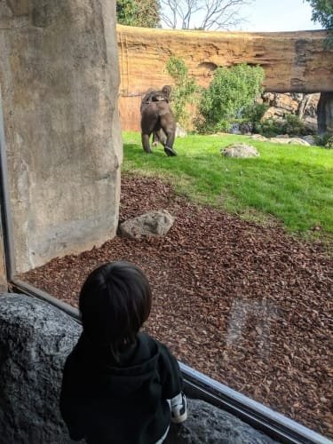 Luca standing in front of a glass enclosure, watching a gorilla walking across a grassy habitat at the Bioparc Valencia, surrounded by naturalistic scenery.