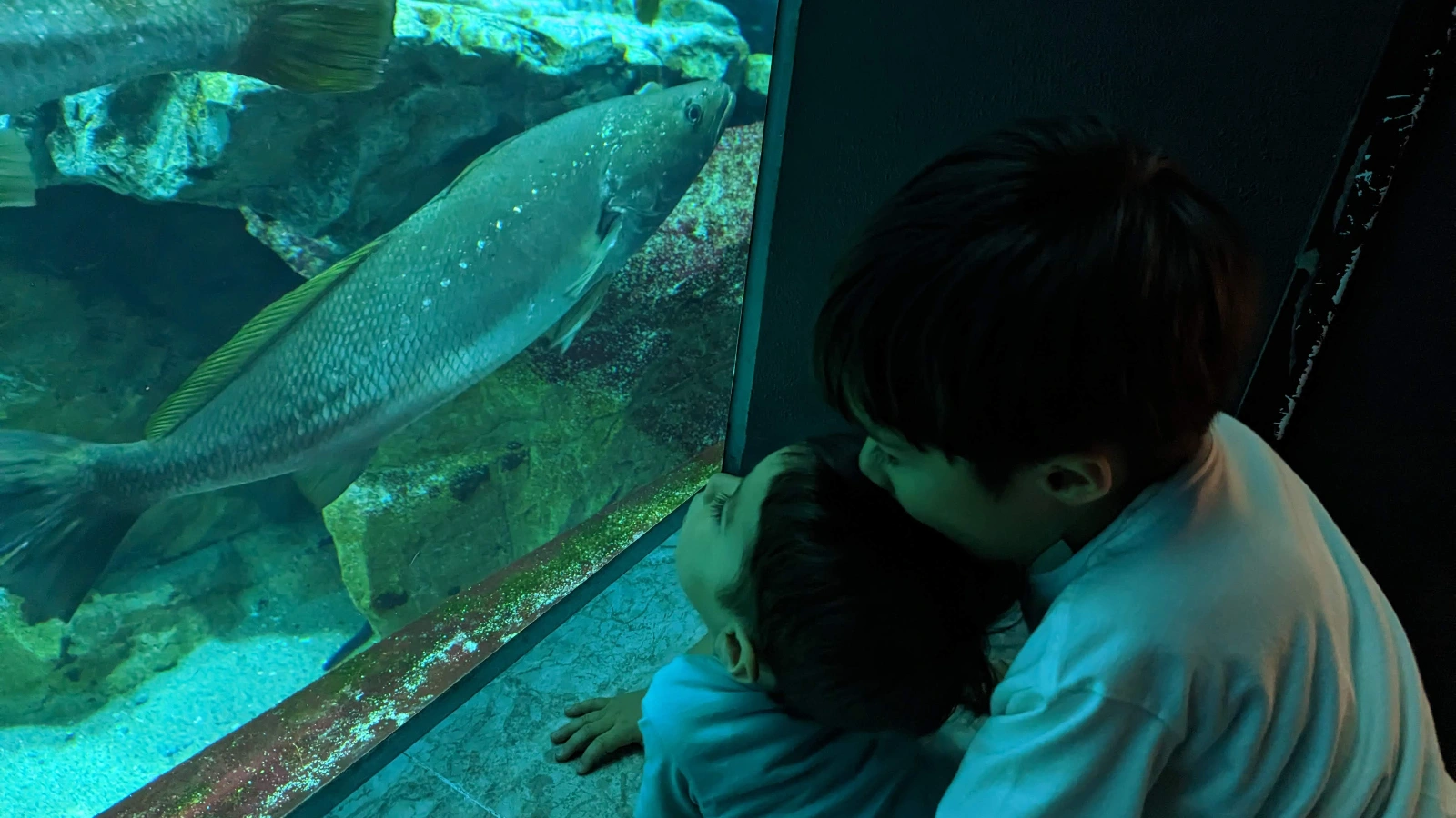 Luca & Nico watching a large fish through the glass at Marine World Uminonakamichi aquarium in Fukuoka, Japan