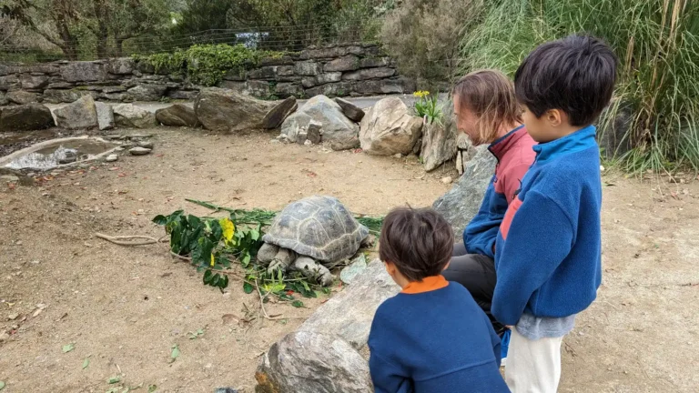 Luca & Nico watching a giant tortoise up close at Nagasaki Bio Park, a hands-on animal park in Japan perfect for kids and families.