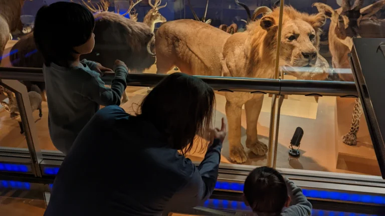 Luca & Nico observing a lion display at the National Museum of Nature and Science (国立科学博物館) in Ueno Park, Tokyo, during a family visit.