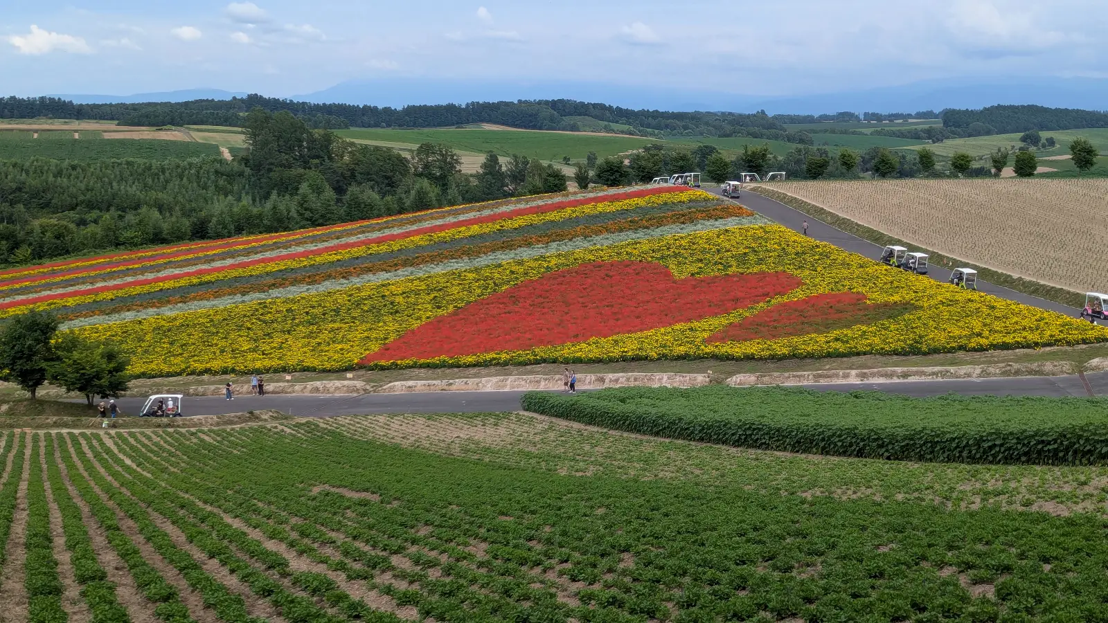 A panoramic view of the colorful flower fields at Panoramic Flower Gardens Shikisai-no-oka in Biei, Hokkaido, featuring a heart-shaped red flower design surrounded by yellow and green rows.