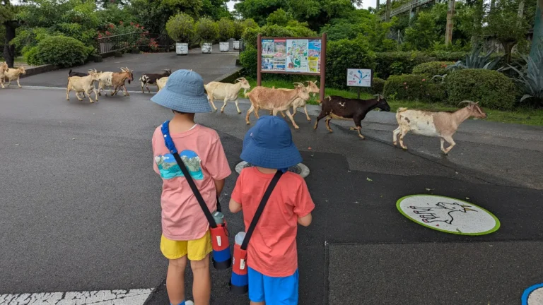 Luca & Nico watch goats crossing the path at Phoenix Zoo Miyazaki, a fun, unexpected moment at one of the best Japan zoos for kids.