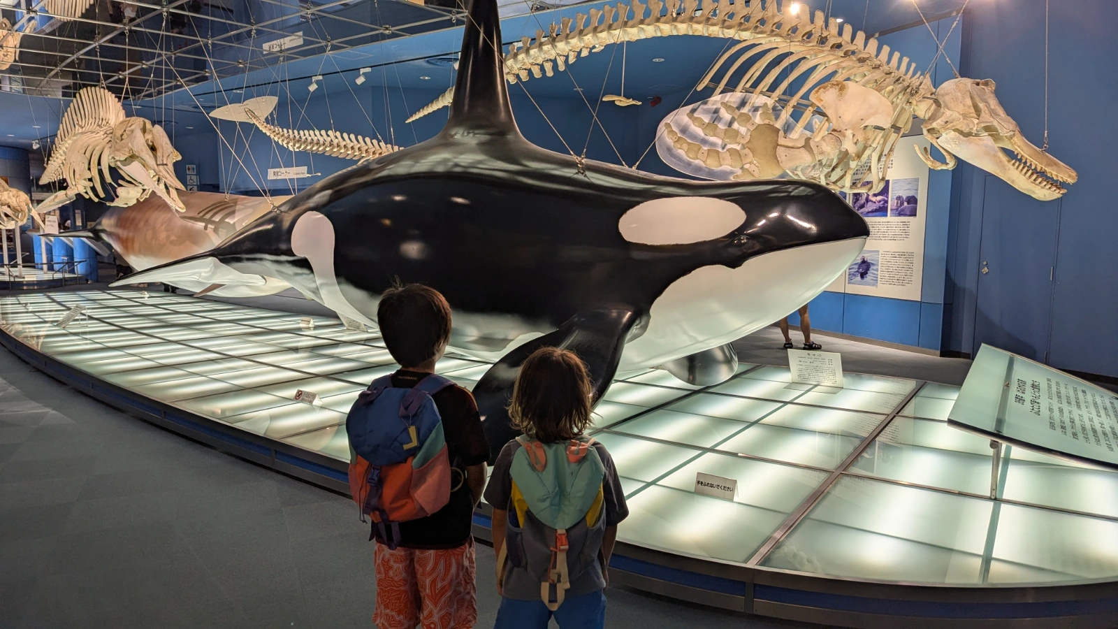 Luca and Nico stand beneath a life-size orca model and whale skeletons at the Port of Nagoya Public Aquarium in Nagoya.