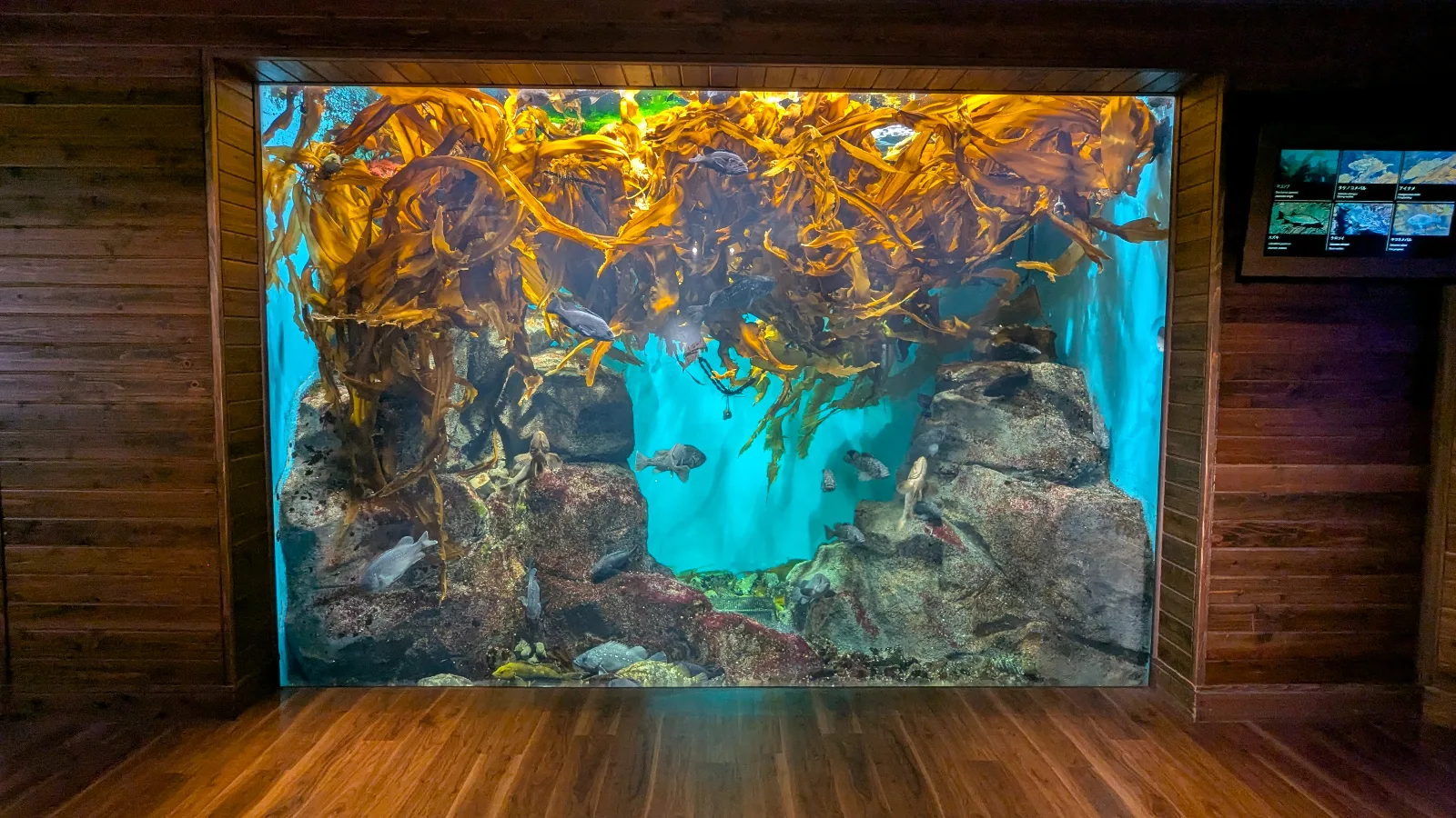 A large kelp forest tank filled with colorful fish and rocky reefs at Sendai Umino-Mori Aquarium, showcasing Japan’s coastal marine life.