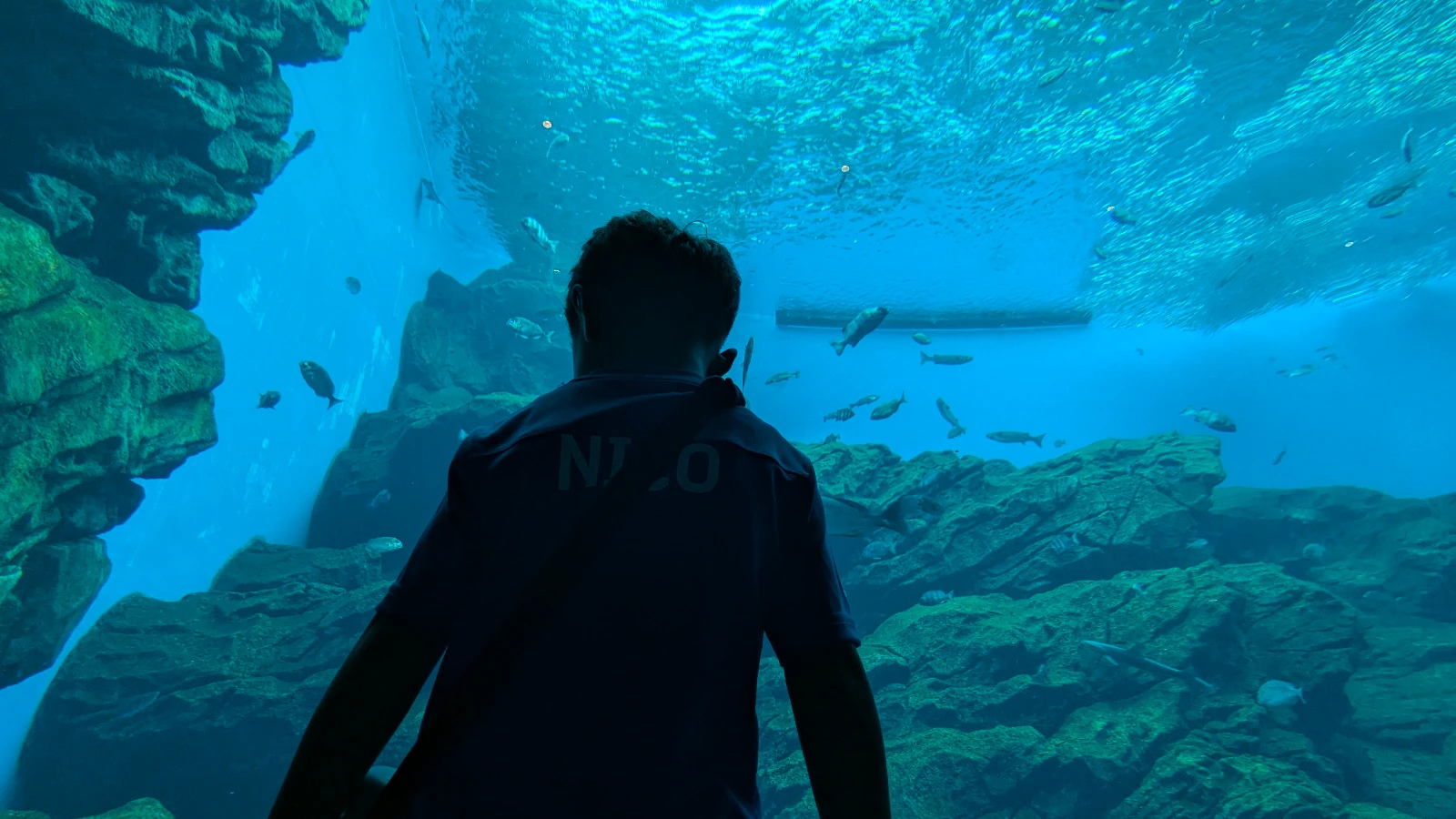 A child watches fish swim through the main tank at Sendai Umino-Mori Aquarium, surrounded by shimmering blue water and rocky coral walls.