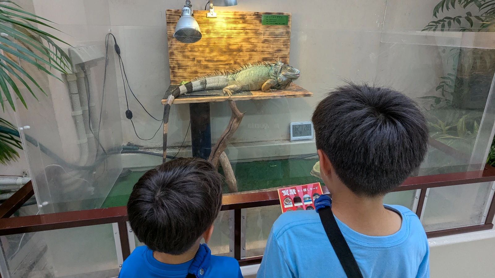 Two kids observe a green iguana basking under a heat lamp at Sendai Umino-Mori Aquarium’s reptile corner.