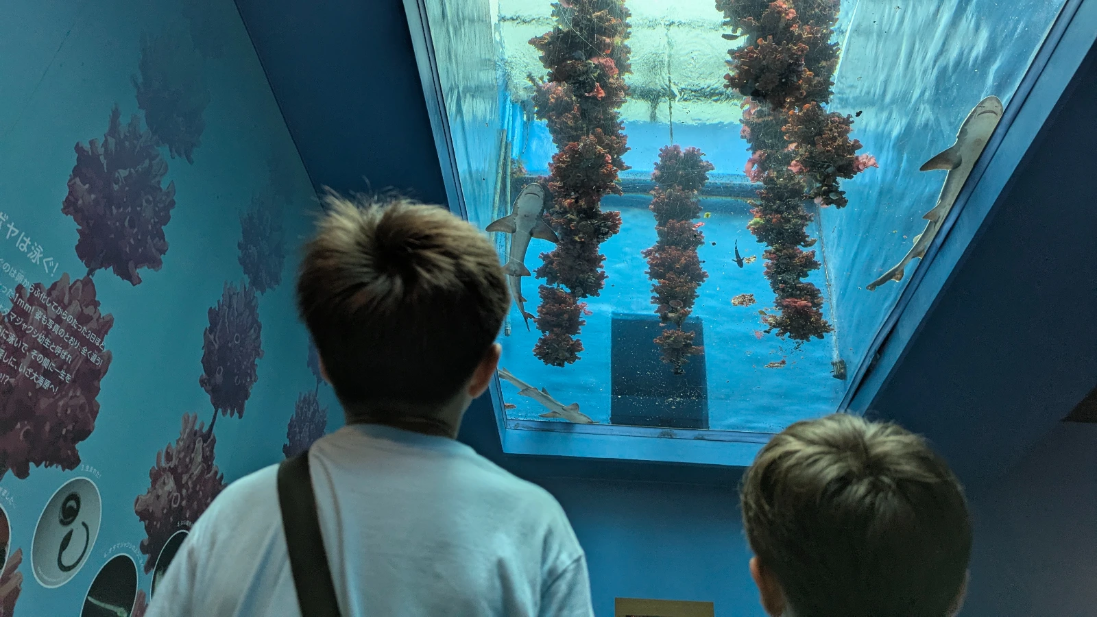 Two kids look up through a glass ceiling at sharks and coral inside Sendai Umino-Mori Aquarium’s underwater tunnel exhibit.