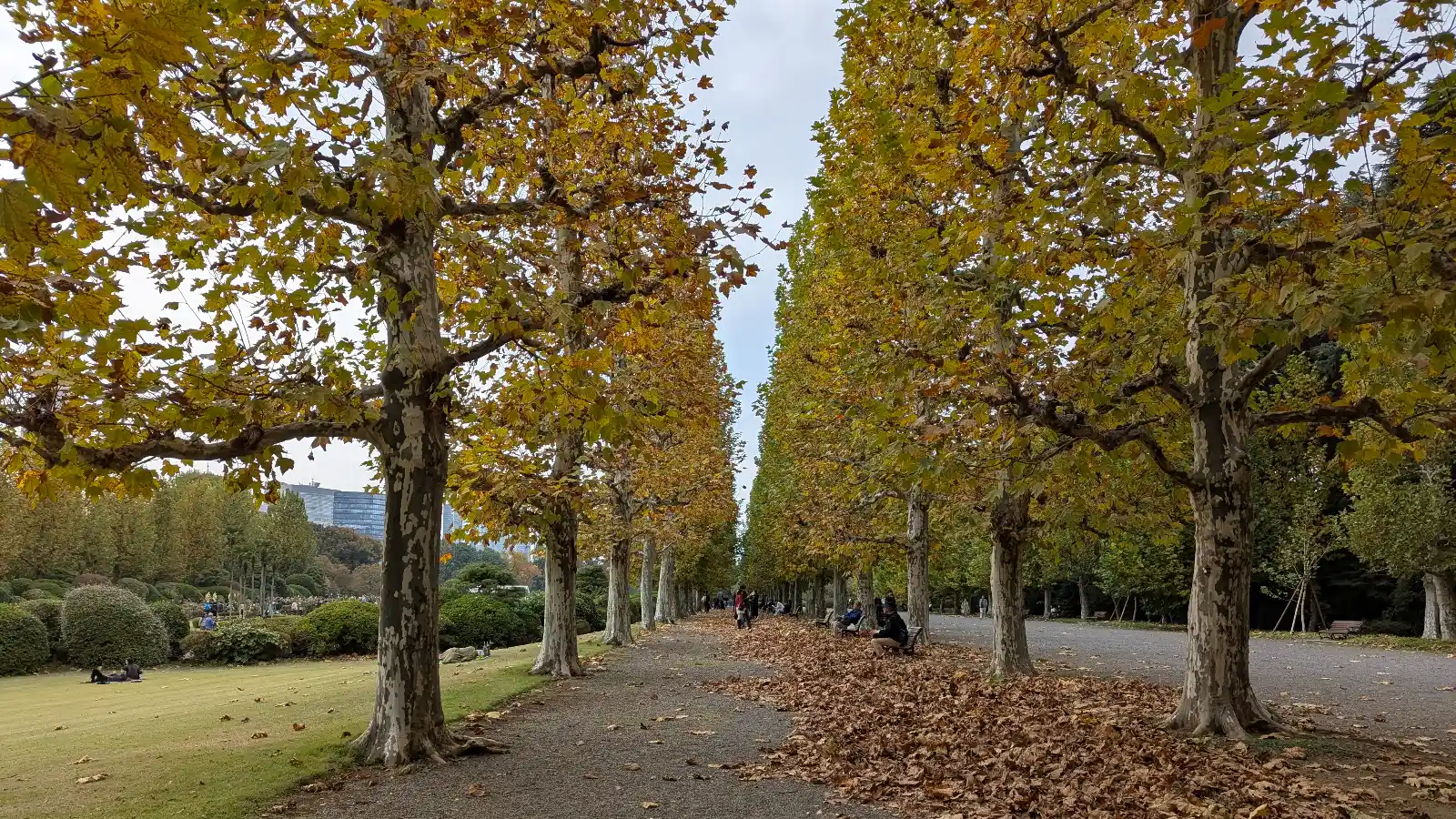 Golden autumn trees forming a long symmetrical pathway at Shinjuku Gyoen National Garden.