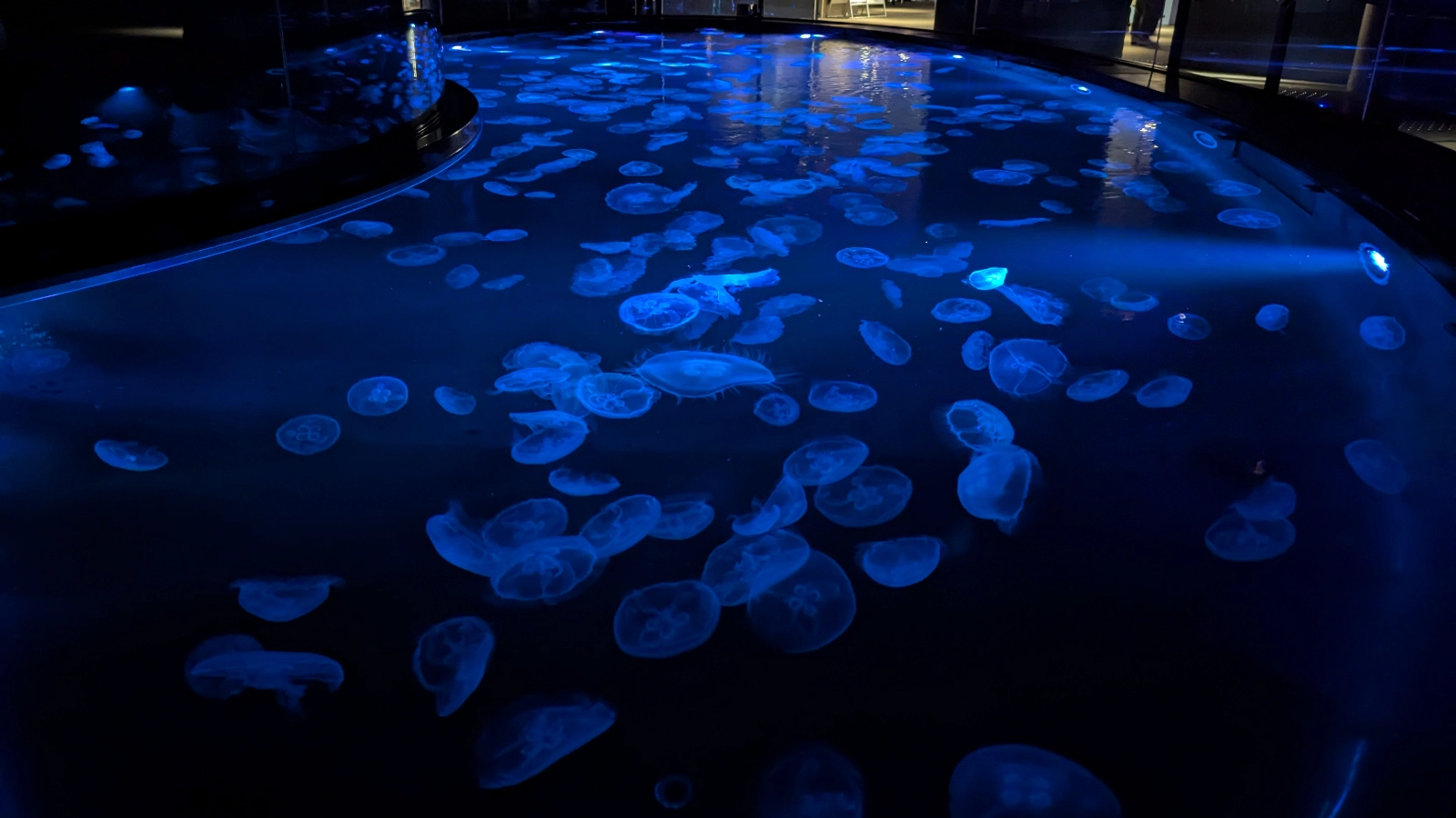 A large illuminated tank filled with glowing blue jellyfish at Sumida Aquarium in Tokyo, creating a calming, immersive atmosphere.