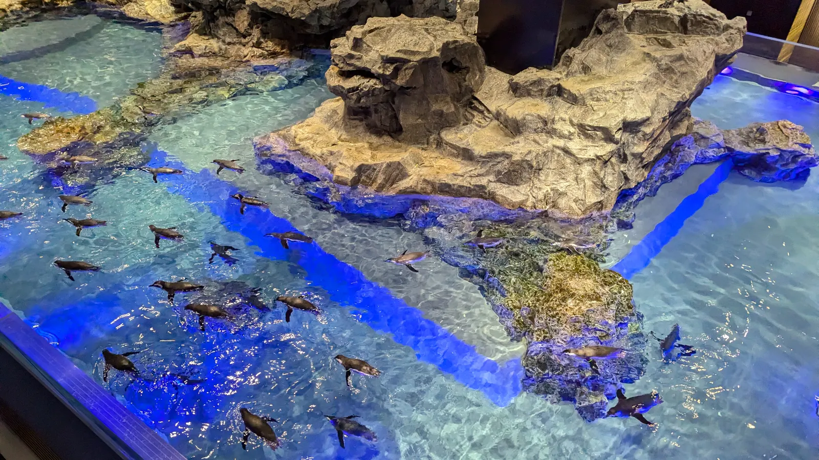 An overhead view of the penguin habitat at Sumida Aquarium in Tokyo, showing penguins swimming in clear blue water around rocky islands.