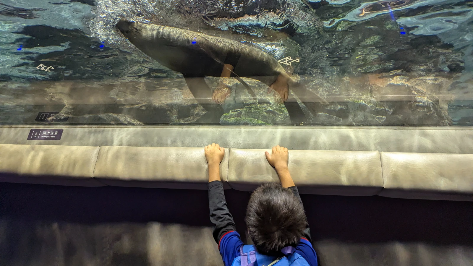 A child watching a seal swim past the underwater viewing window at Sumida Aquarium in Tokyo, leaning against the padded edge of the tank.