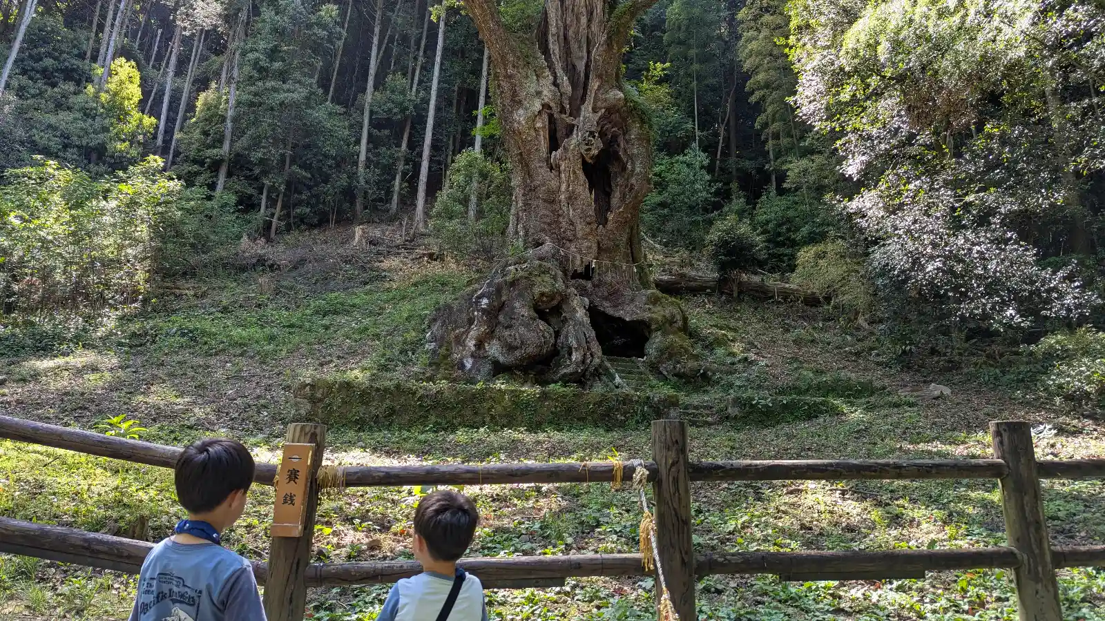Two children stand before the 3,000-year-old Great Camphor Tree at Takeo Shrine in Saga, Japan, surrounded by forest and sunlight.