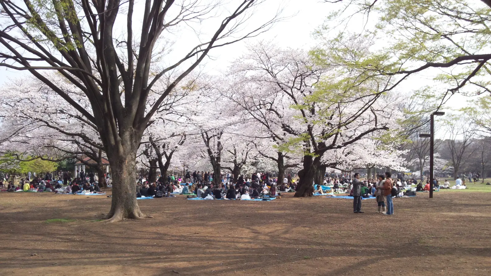 Families enjoy cherry blossom season under sakura trees in Yoyogi Park, one of the best picnic spots in a Tokyo itinerary with kids.