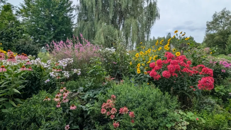 Colorful summer flower beds with sunflowers, pink phlox, and wild blooms at Ueno Farm in Asahikawa, Hokkaido.