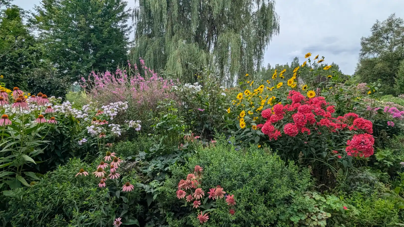Colorful summer flower beds with sunflowers, pink phlox, and wild blooms at Ueno Farm in Asahikawa, Hokkaido.