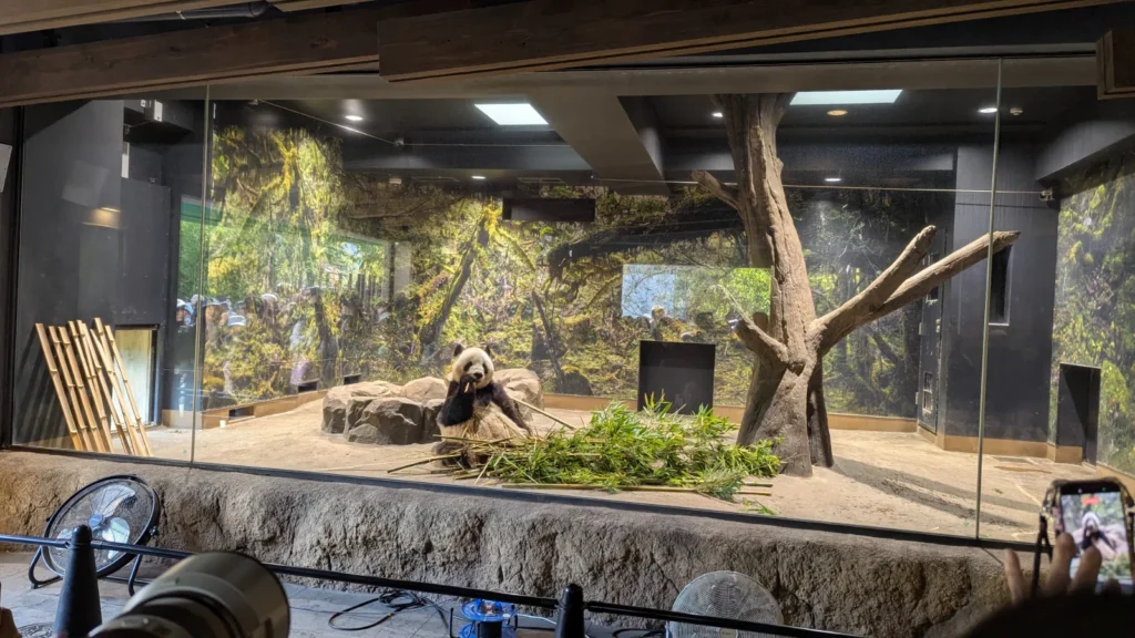A giant panda eating bamboo inside the indoor panda exhibit at Ueno Zoo in Tokyo, with visitors watching through the glass.