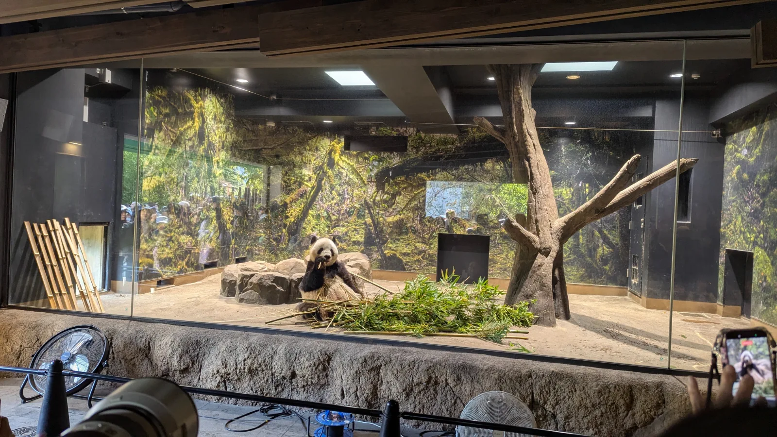 A giant panda eating bamboo inside the indoor panda exhibit at Ueno Zoo in Tokyo, with visitors watching through the glass.