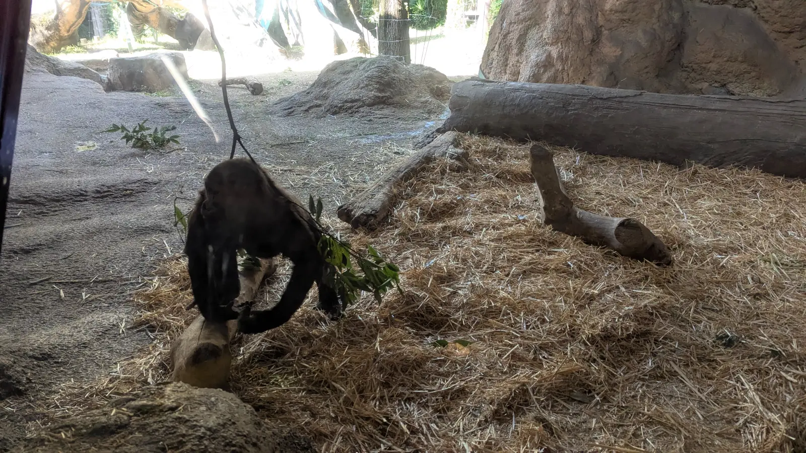 A baby gorilla playing with a branch inside its enclosure at Ueno Zoo in Tokyo, surrounded by naturalistic rocks and branches.
