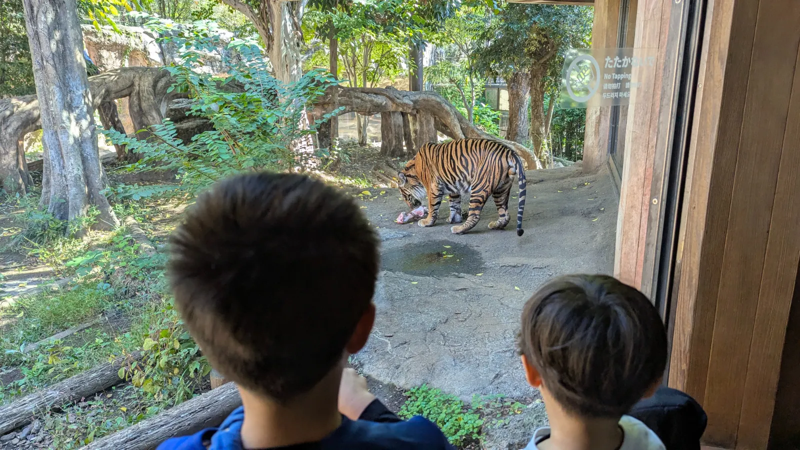 Two children watching a tiger eat inside its outdoor enclosure at Ueno Zoo in Tokyo, viewed through a glass window.