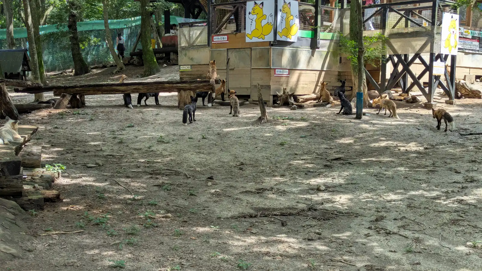 View of foxes walking and resting in the open enclosure at Zao Fox Village in Miyagi, Japan — a look at conditions inside the park.