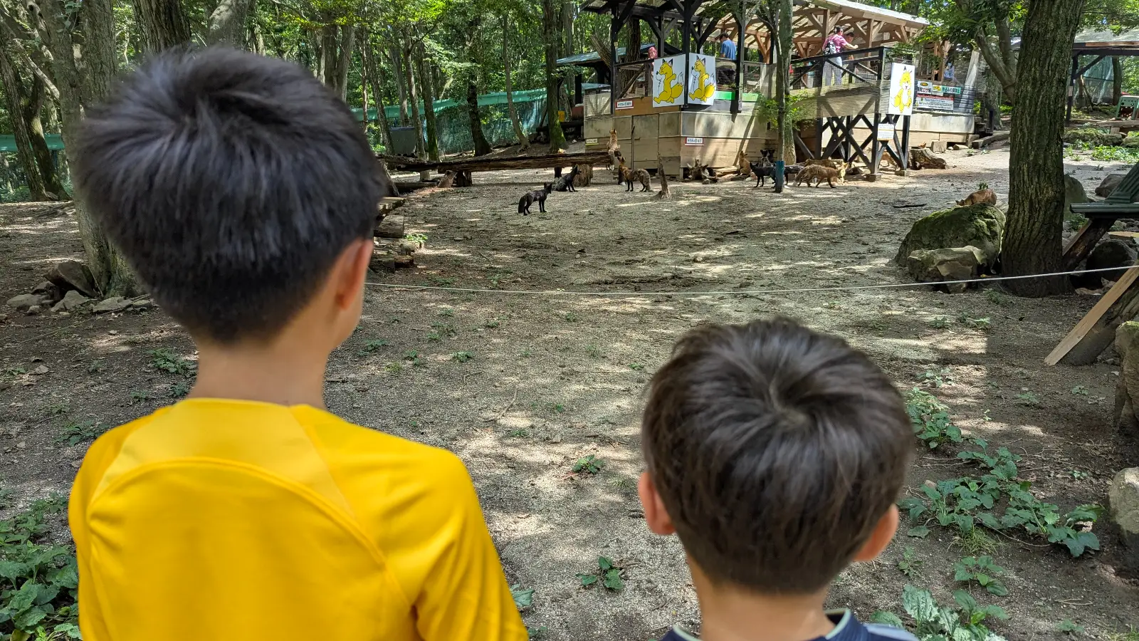 Two kids look toward the fox enclosure at Zao Fox Village in Japan, reflecting on animal welfare and whether it’s a family-friendly visit.