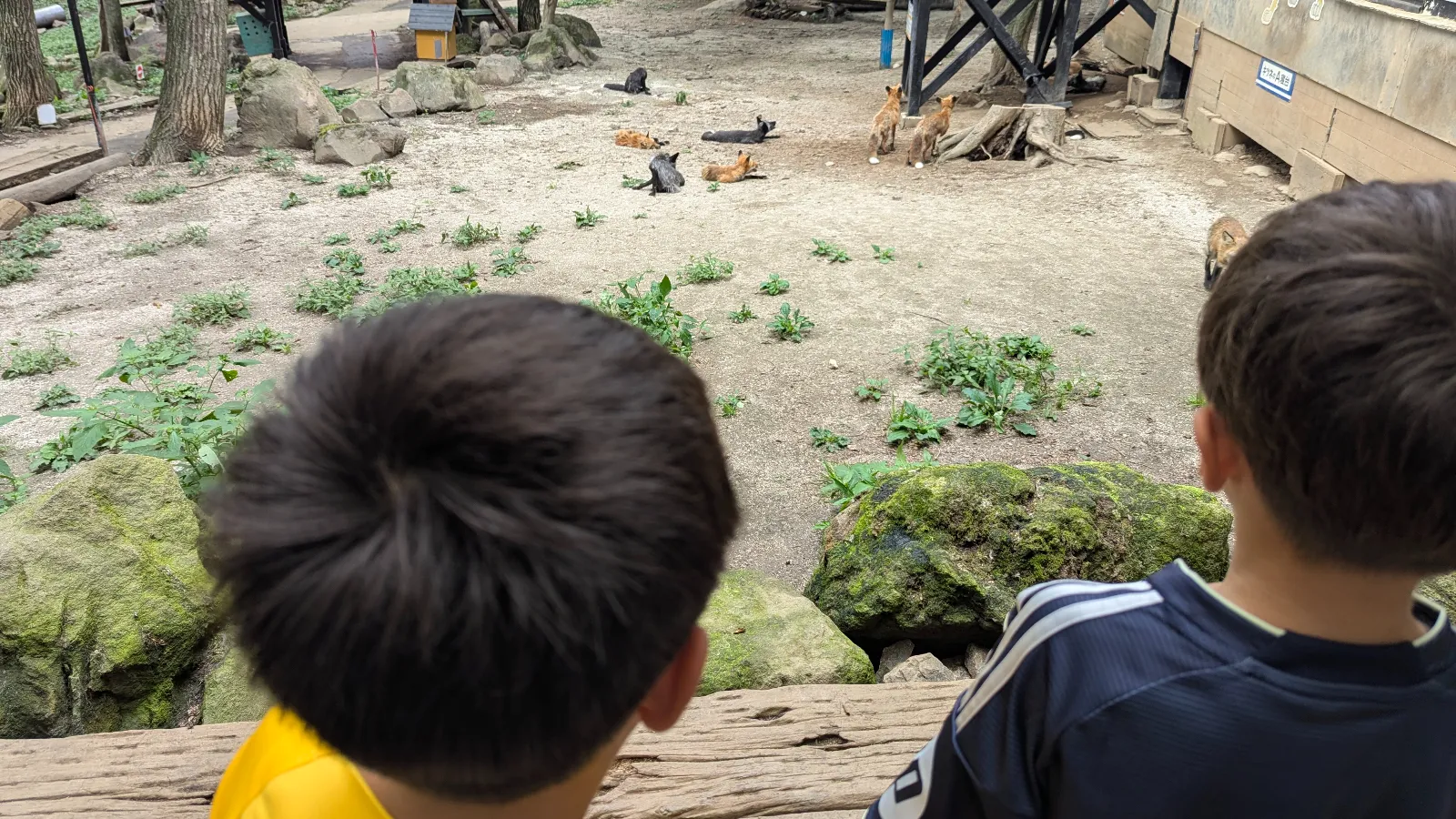 Two children watch foxes resting in the main enclosure at Zao Fox Village in Miyagi, Japan — part of a family guide discussing if it’s worth visiting.
